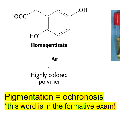 <p>- absence of homogentisate oxidase activity</p><p>- homogentisate accumulates - can damage cartilage (osteoarthritis), heart valves, precipitate in kidney (kidney stones), usually after age 30</p><p>- pigmentation = ochronosis (this word is in the formative exam)</p><p>- any enzyme in the pathway can be affected</p>