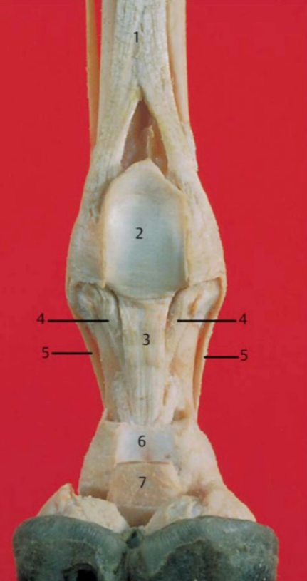 <p>Appareil de soutien du boulet (Fesselträger)</p>