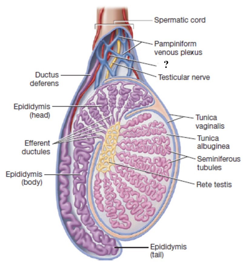<p>supplies oxygenated blood to the testes </p><ul><li><p>originates from the abdominal aorta </p></li></ul><p></p>