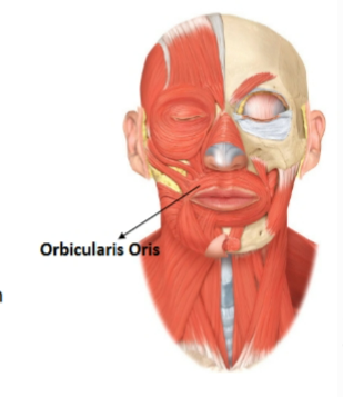 <p>orbicularis oris&nbsp;</p>