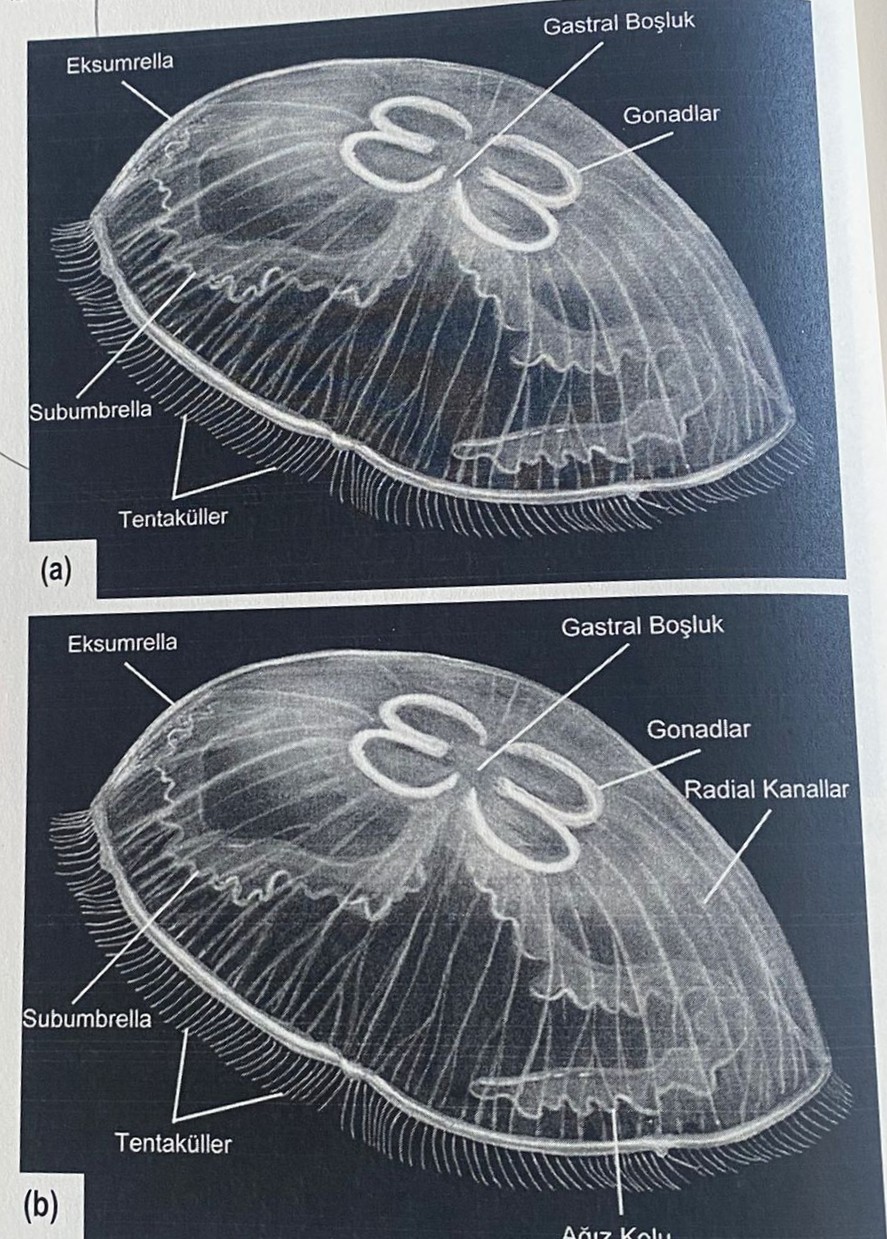 <img src="https://knowt-user-attachments.s3.amazonaws.com/2acdb685-bff6-4372-a84e-647851ffd9e0.jpg" data-width="100%" data-align="center" alt="knowt flashcard image"><img src="https://knowt-user-attachments.s3.amazonaws.com/0dddd6c5-5540-4c1f-8779-1782040ef12a.jpg" data-width="100%" data-align="center" alt="knowt flashcard image"><p></p>