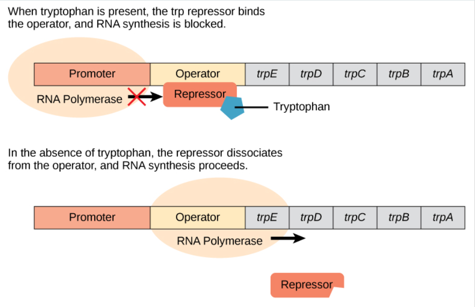 <p>transcription is usually on, but can be turned off (repressed)</p><p>on→off</p><p>ex. trp operon in E.coli</p><p>the trp operon in bacteria controls the synthesis of tryptophan (contains genes needed to make tryptophan)</p><p>the trp operon is normally “on” (synthesizing tryptophan</p><p>when tryptophan levels build up, tryptophan(a corepressor) binds to the repressor, changing its shape</p><p>the repressor can now bind to DNA to temporarily shut off transcription for tryptophan, so the cell does not waste energy</p>