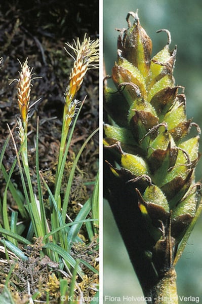 <p>Spring Sedge</p>