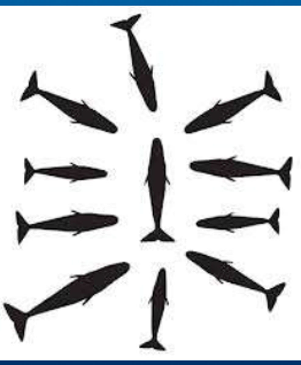 <p>Predation risk</p><p>➢Individual avoidance at sea</p><p>-&gt; Elephant seals avoid Killer whales by diving deep</p><p>-&gt; Nearshore dolphins, Baleen whales hide in river mouths or surf zones or kelp beds Pigmy &amp; Dwarf sperm whale - reddish cloud to confuse predator</p><p>➢most important factor to build groups</p><p>Dilute predation risks for individuals, e.g. mixed dolphin groups Warning / alert others / defend against predators (e.g. sperm whales "Margarite formation")</p><p>➢Non-socially transmitted parasites: Dilution effect (cookie cutter sharks)</p><p>➢Cooperative feeding (Killer whales, Humpback whales, Dolphins cooperate with fishermen ...)</p><p>➢Environmental factors (keep warm, protection ...)</p>
