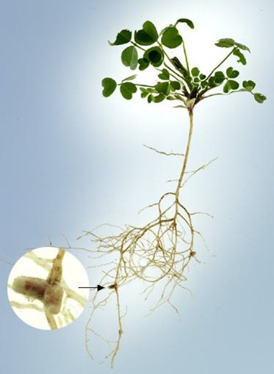 <p>Symbiotic nitrogen-fixing bacteria.</p>