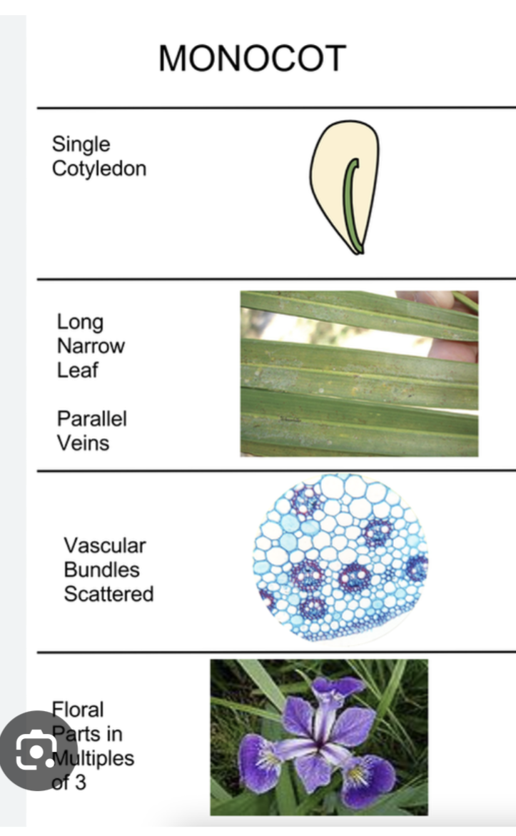 <ul><li><p>vascular tissue </p></li><li><p>megaphylls </p></li><li><p>reproduce w/ seeds </p></li><li><p>have pollen, fruits and flowers </p></li><li><p>1 cotyledon </p></li><li><p>have flower parts in 3s </p></li><li><p>parallel leaf venation </p></li><li><p>fibrous roots </p></li></ul><p></p>
