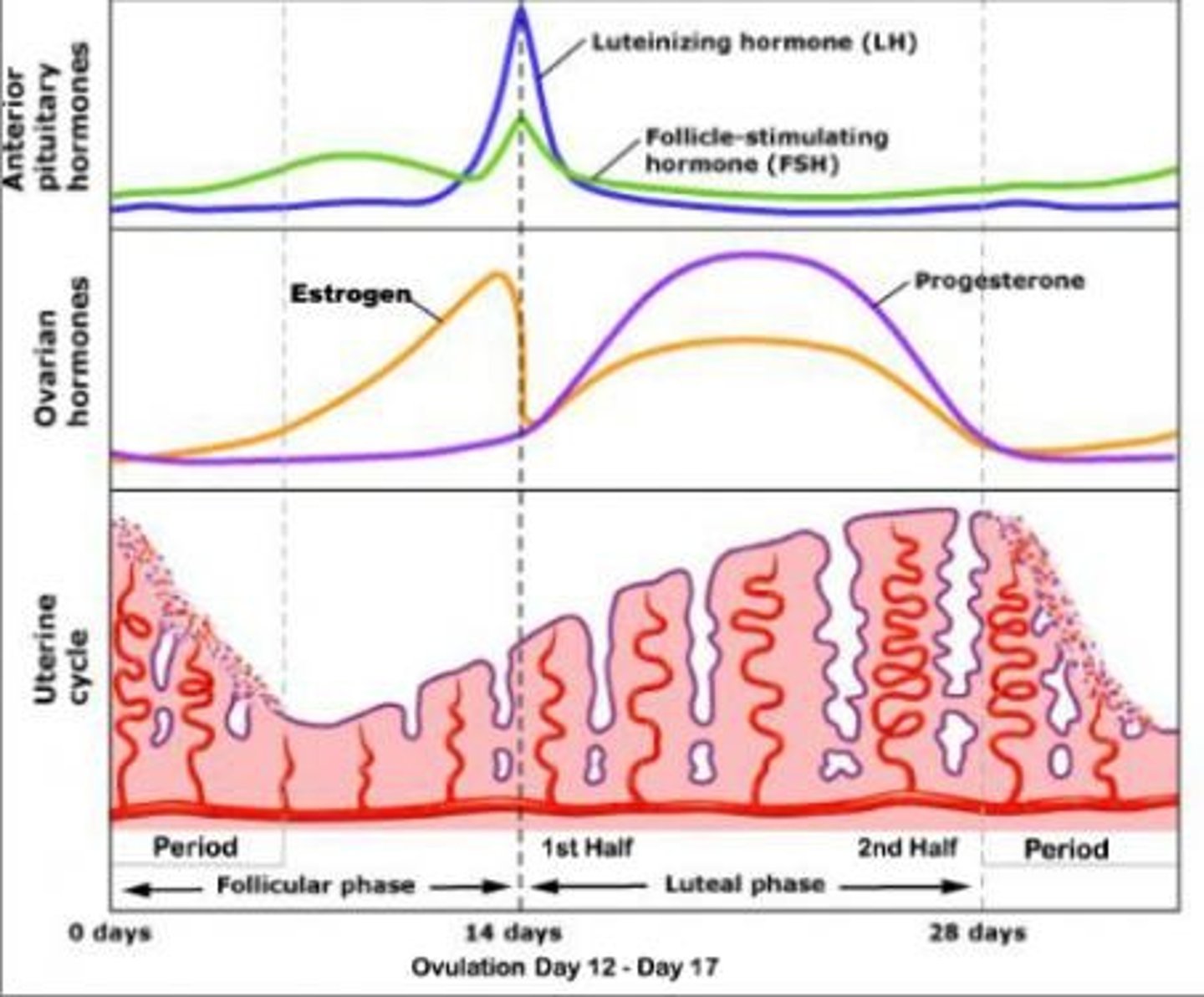 <p>To inhibit ovulation and thicken cervical mucus</p>