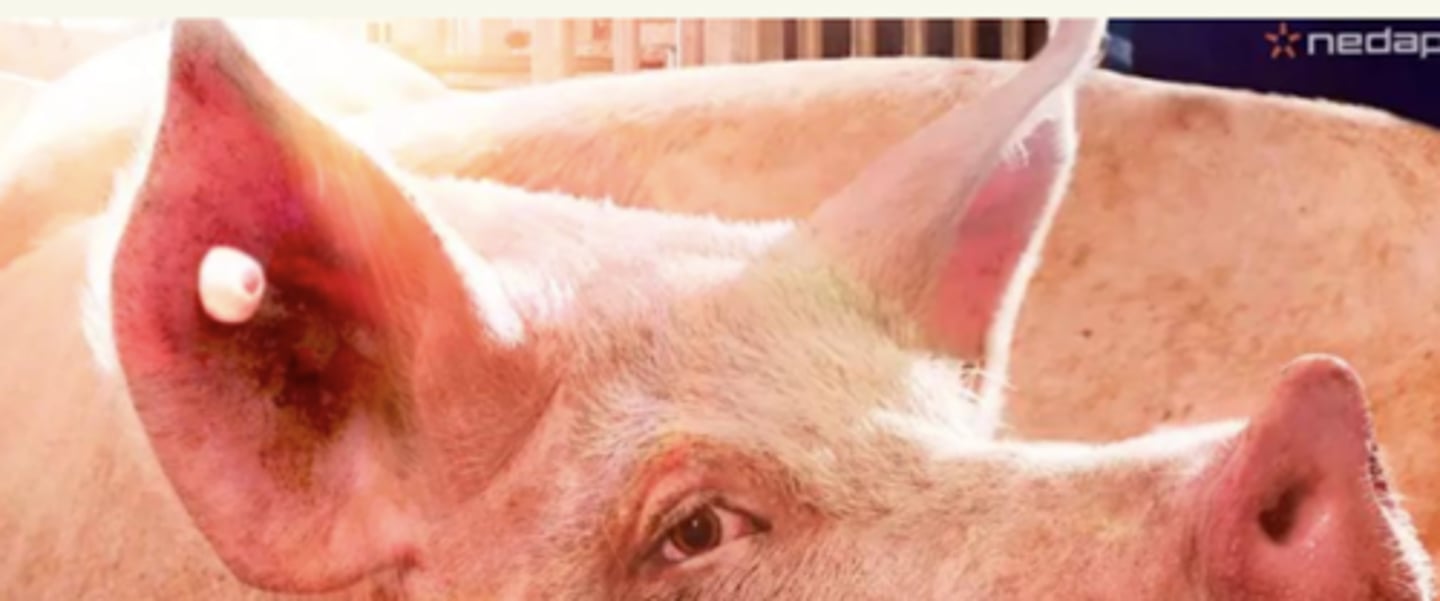 <p>las cerdas llevan chips, que cuando mete su cabeza, el pienso cae.</p><p>cada cerda tiene 15 minutos para alimentarse al día. hay control de 24h, y podemos ver si no ha comido.</p>