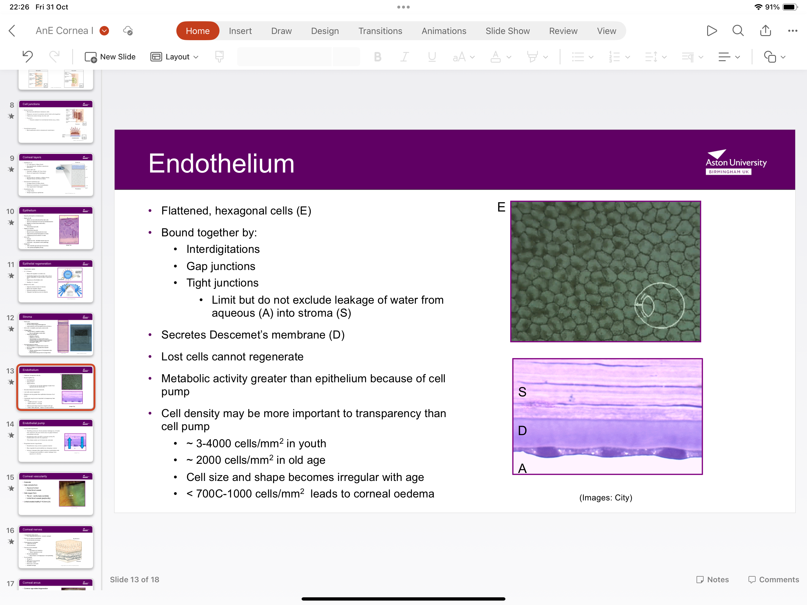 <p>5 micrometres thick, implement squamous epithelium</p>