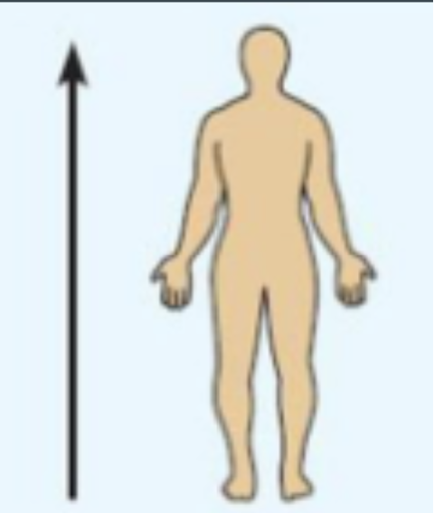 <p>toward the head end or upper end of a structure or the body (above) ex: the head is (blank) to the abdomen</p>