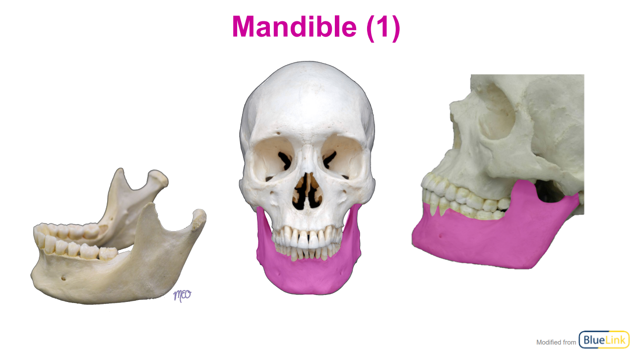 <p>Jaw bone</p>