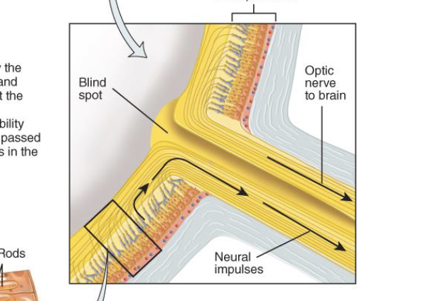 <ul><li><p>light is transduced by the photoreceptors (rods and cones) in the retina at the very back of the eye → changes form the photoreceptors get passed down to other neurons in the retinal circuitry </p></li></ul>