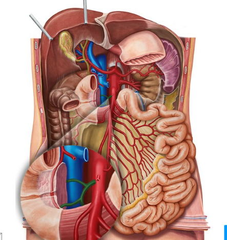 <p>Area supplies by this artery.</p>