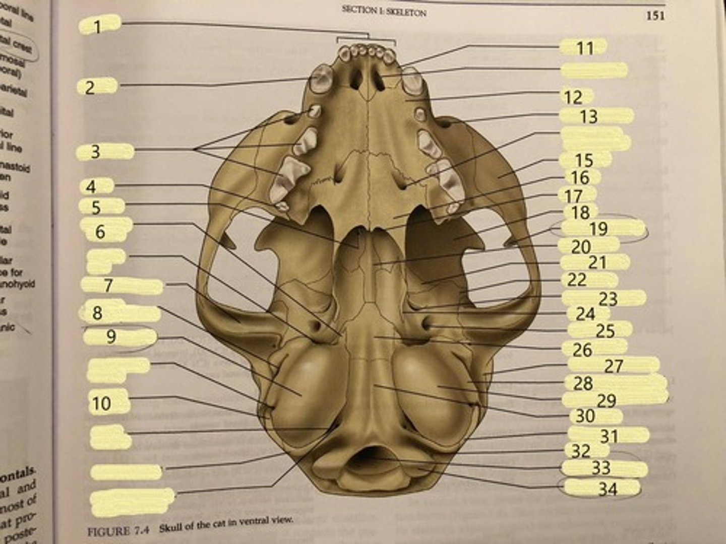 <p>17 (thin, flat bone in nasal cavity)</p>