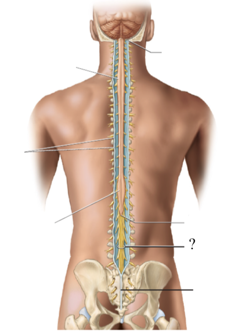 <p>bundle of nerve roots that resemble a horse’s tail that fill the rest of the vertebral column from L2 to S4 vertebrae</p><ul><li><p>innervates the pelvis organs and lower extremity</p></li></ul><p></p>