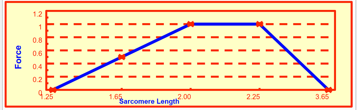 <p>increased stretch → increased force</p>