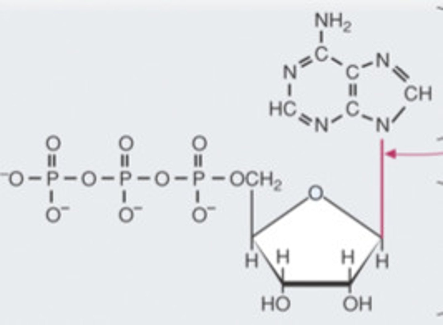 <p>Adenosine triphosphate - a molecule used to store energy temporarily in organisms. The molecule is broken down to adenosine diphosphate + phosphate to release energy to drive metabolic processes.</p>