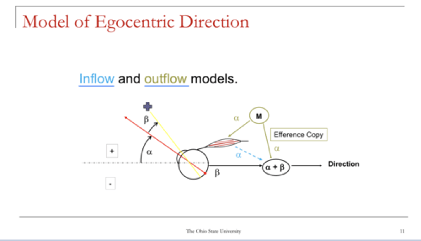 <p>What are the 2 theories of how ocular direction is sensed?</p>