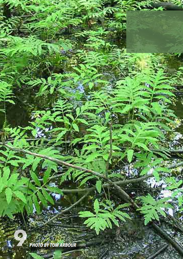<p>Wood Fern; Drypteridacaeae</p>