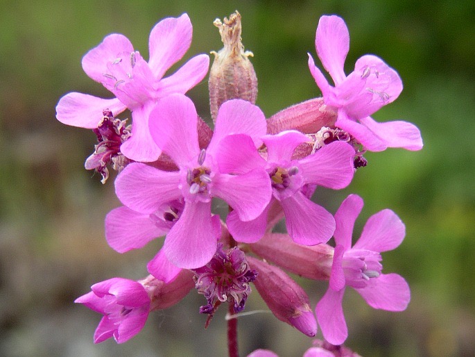 <p>Viscaria vulgaris - <strong>Scrophulariaceae</strong></p>