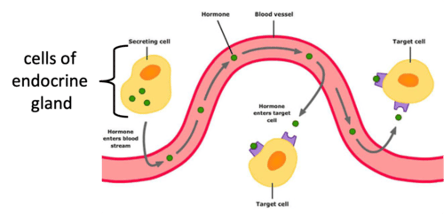 <p>- Hormones - released into bloodstream</p><p>- 'Paracrine' hormones - act on other cells than where they are synthesized</p><p>- Long half life = likely highly PPB (eg. T4 hormone)</p>