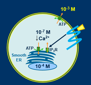 <ul><li><p>cytosolic calcium maintained at low levels(10-7M)</p></li><li><p>can pump big fluxes of Ca very quickly </p></li><li><p>calcium floods in, contracts cell, pumps out, relaxes cell </p></li><li><p>IP3 receptors on calcium store </p></li><li><p>cells can be activated by rise in cytosolic calcium </p></li></ul><p></p>