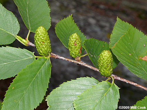 <p>Name this tree (scientific + common name)</p>