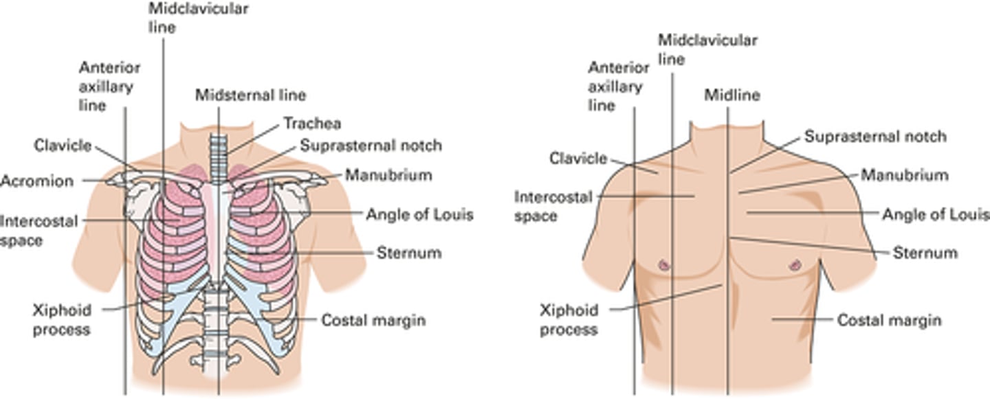 <p>1. Thoracic (chest)</p><p>2. Sternal (breast bone)</p><p>3. Mammary (breasts)</p>