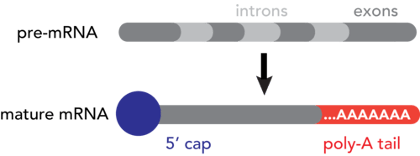 <p>Modified end of the 3' end of an mRNA molecule consisting of the addition of some 50 to 250 adenine nucleotides.</p>