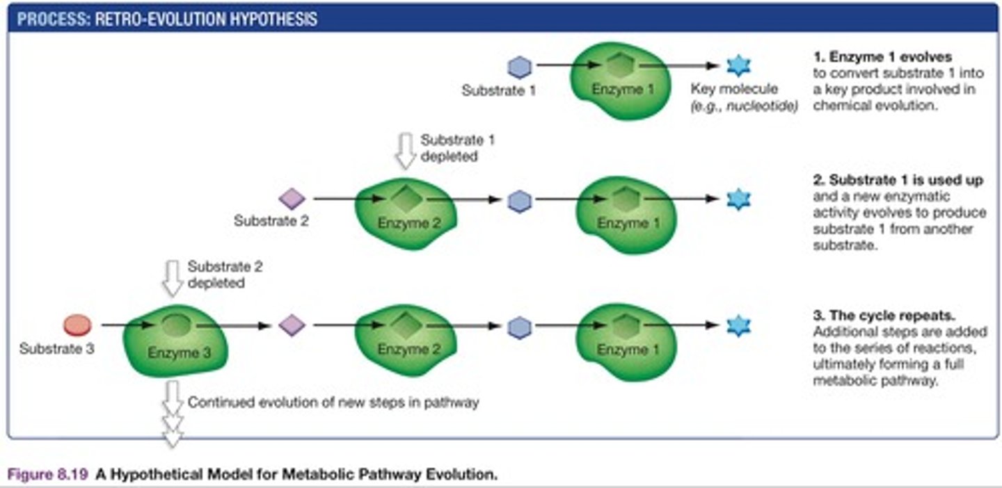 <p>· Earlier steps evolve last as an adaptation to replenish later steps</p><p>· Last = primitive = evolved first = been around the longest</p><p>- Pyruvate</p><p>· First = recently evolved = derived = evolved last = been around for a smaller amount of time</p><p>- Glucose</p>