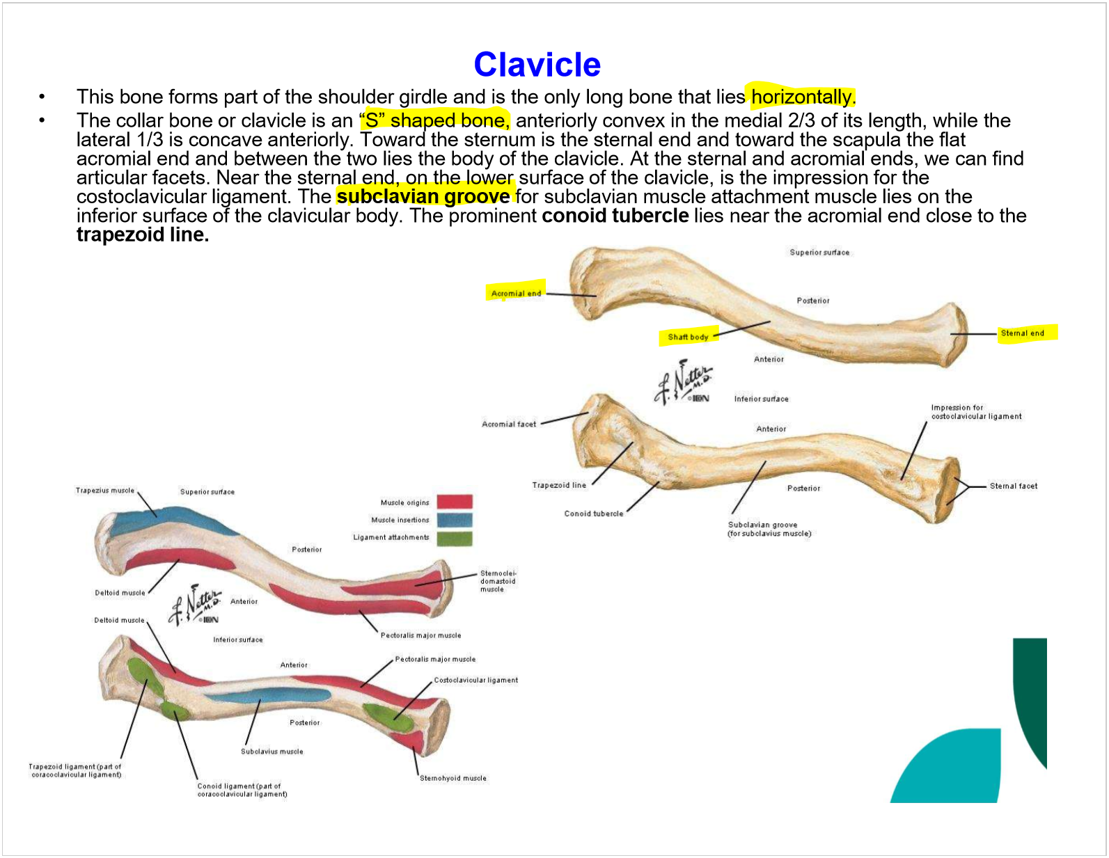 <ul><li><p>s shaped</p></li><li><p>convex then concave</p></li><li><p>acromial end</p></li><li><p>sternal end</p></li><li><p>both end have articular facets</p></li><li><p>impression for costoclavicular groove in lower side near sternal end </p></li><li><p>subclavian groove for subclavian muscle</p></li><li><p>conoid tubercle at acromical end near trapezoid line</p></li></ul><p></p>