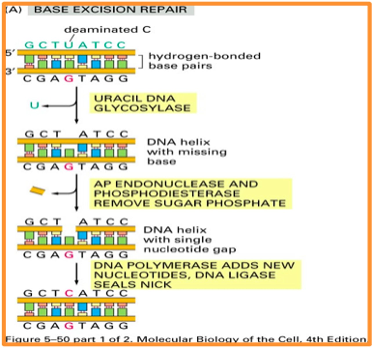 <p>Repair mechanism that cuts a large portion of the backbone out and then rebuilds it using DNA polymerase.</p>