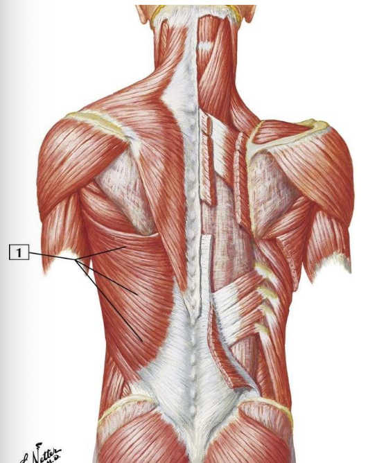 <p>O:</p><ul><li><p>spinous processes of T6-T12, thoracolumbar fascia, lumbosacral fascia, posterior lip of of iliac crest, ribs 8-12</p></li></ul><p>I:</p><ul><li><p>floor of intertubercular sulcus on humerus</p></li></ul><p></p>