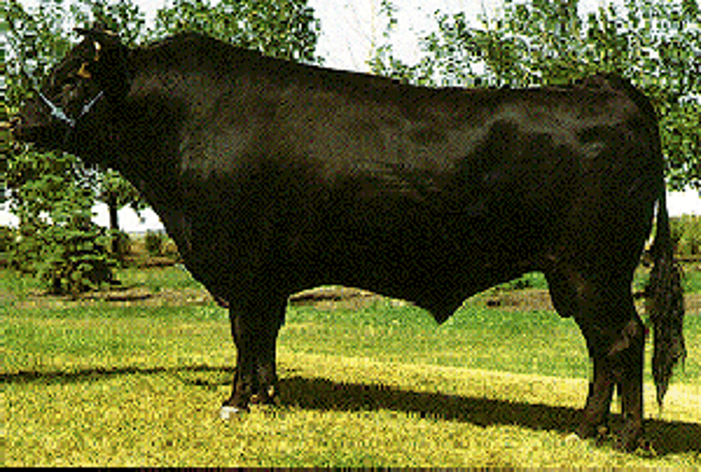 <p>- JP cattle</p><p>- kobe beef</p><p>- marbling &amp; early puberty</p><p>- horned, blacl/red</p>