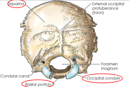 <ul><li><p>situated at posteroinferior part of cranium</p></li><li><p>forms posterior half of cranial base and greater portion of posterior cranial fossa</p></li><li><p>four parts:</p><ul><li><p>squama</p></li><li><p>occipital condyles (2)</p></li><li><p>basilar portion</p></li></ul></li></ul><p></p>