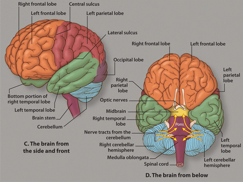 <p>carries out and regulates life sustaining functions that are done involuntarily (without thinking).</p>