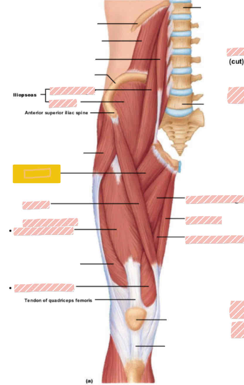 <p>Anterior leg (above knee)</p>