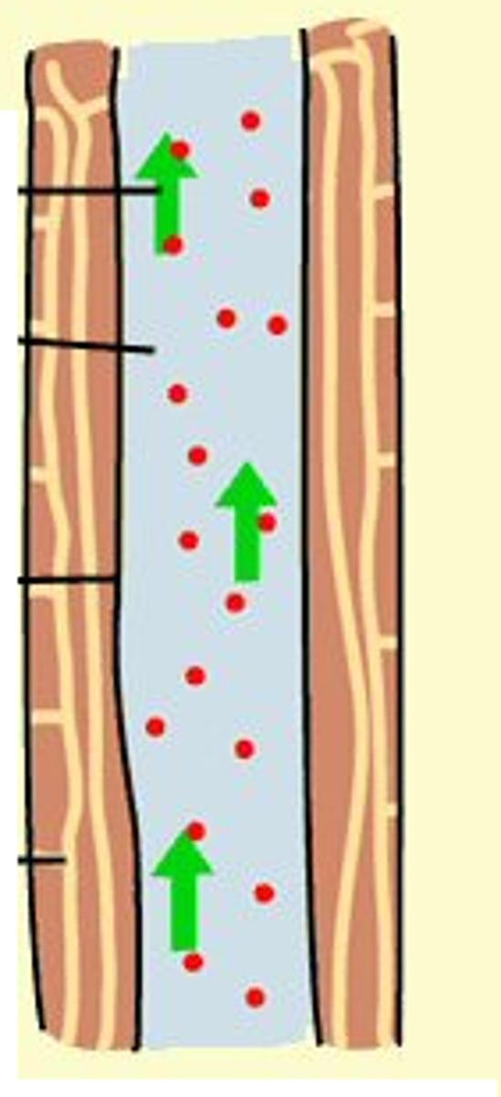 <p>What is this vascular tissue called?</p>