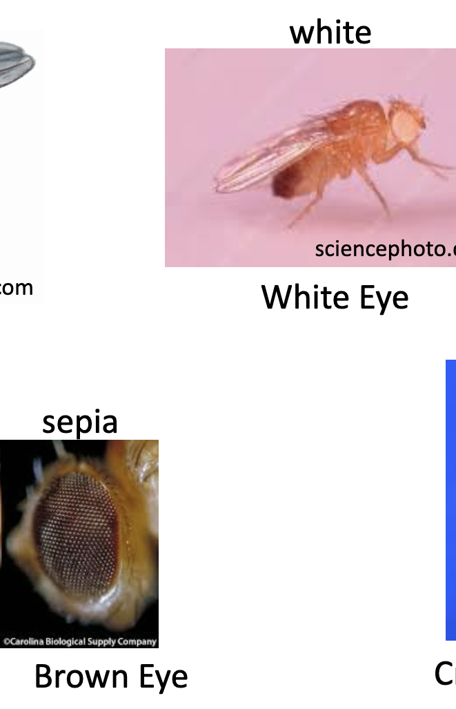 <p>White eyes and Sepia (or brown eyes). </p>