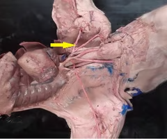 <p>What is the arrow pointing to? What’s it function? </p>