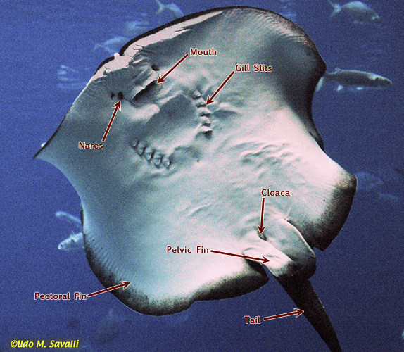 <p><span><strong><span>ventral surface</span></strong></span></p>