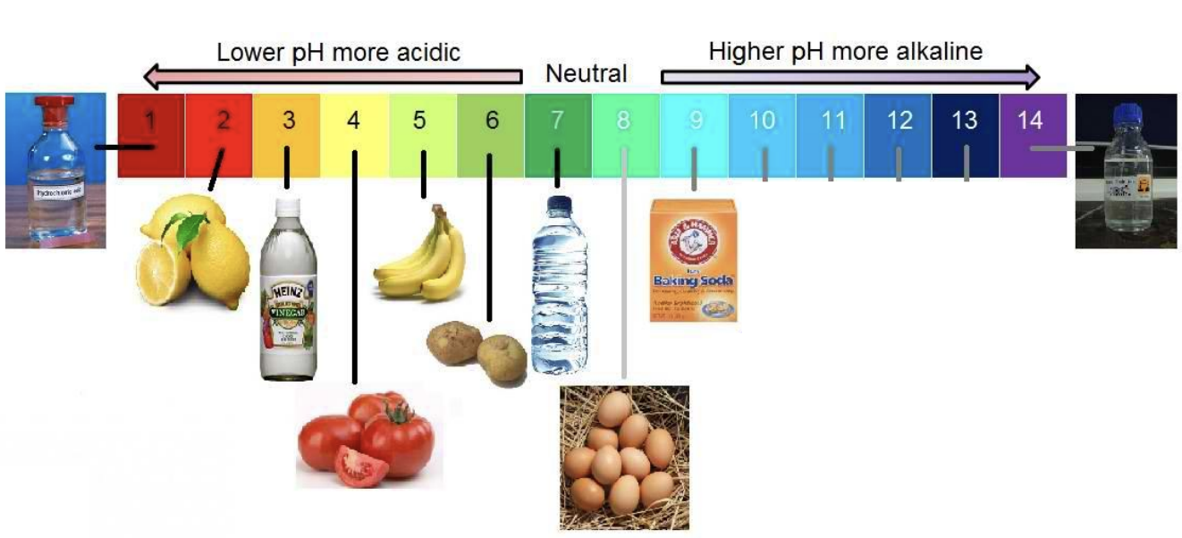 <p><strong>Neutral </strong>(6.5 - 7.5)</p><ul><li><p>From most acidic to most basic</p><ul><li><p>HCl &gt; Lemon juice &gt; Vinegar &gt; Tomato &gt; Banana &gt; Potato &gt; Water &gt; Eggs &gt; Baking soda &gt; Bleach</p></li></ul></li><li><p><em>Acidic foods: pH &lt; 6.5 (e.g., fruits, fermented dairy)</em></p><p><em>Neutral foods: pH 6.5–7.5 (e.g., fresh meat, milk)</em></p><p><em>Alkaline foods: pH &gt; 7.5 (e.g., egg whites, some seafood)</em></p></li></ul><p></p>