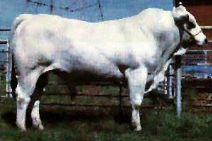 <p>Breed, place of origin?</p>