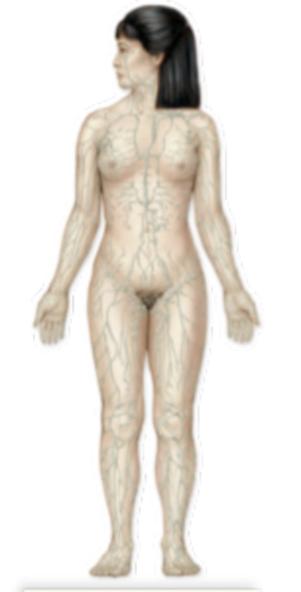 <p>help control fluid balance, absorb fats, defend against infectious disease</p>