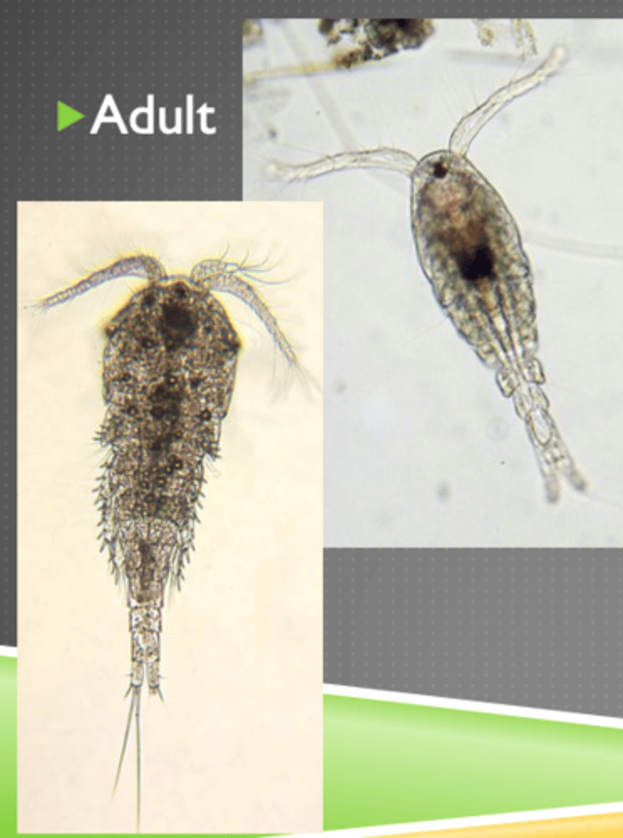 <p>zooplankton</p>