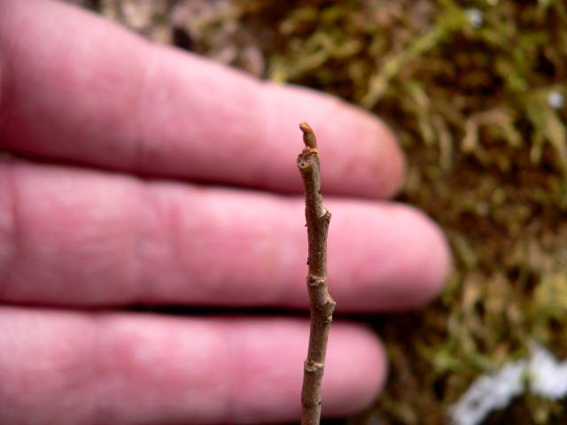 Blade: compound leaf of three leaves, middle leaflet is longer than the others
Reproductive: small and green or greenish-yellow and form in clusters, close to the vine
Bark: more of a vine than a tree, does not really have bark