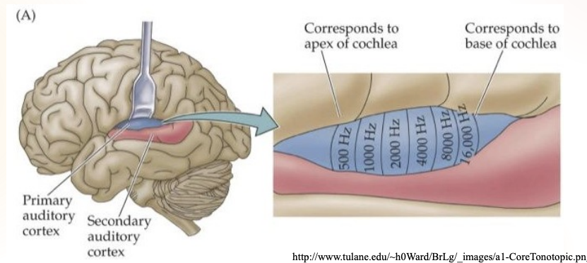 <p>Located more rostrally in the temporal lobe and contains Brodmann area 42)</p><p></p><p>Will process complex sounds (speech, rhythm, melody).</p>