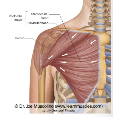 <p>What muscle is this?</p>