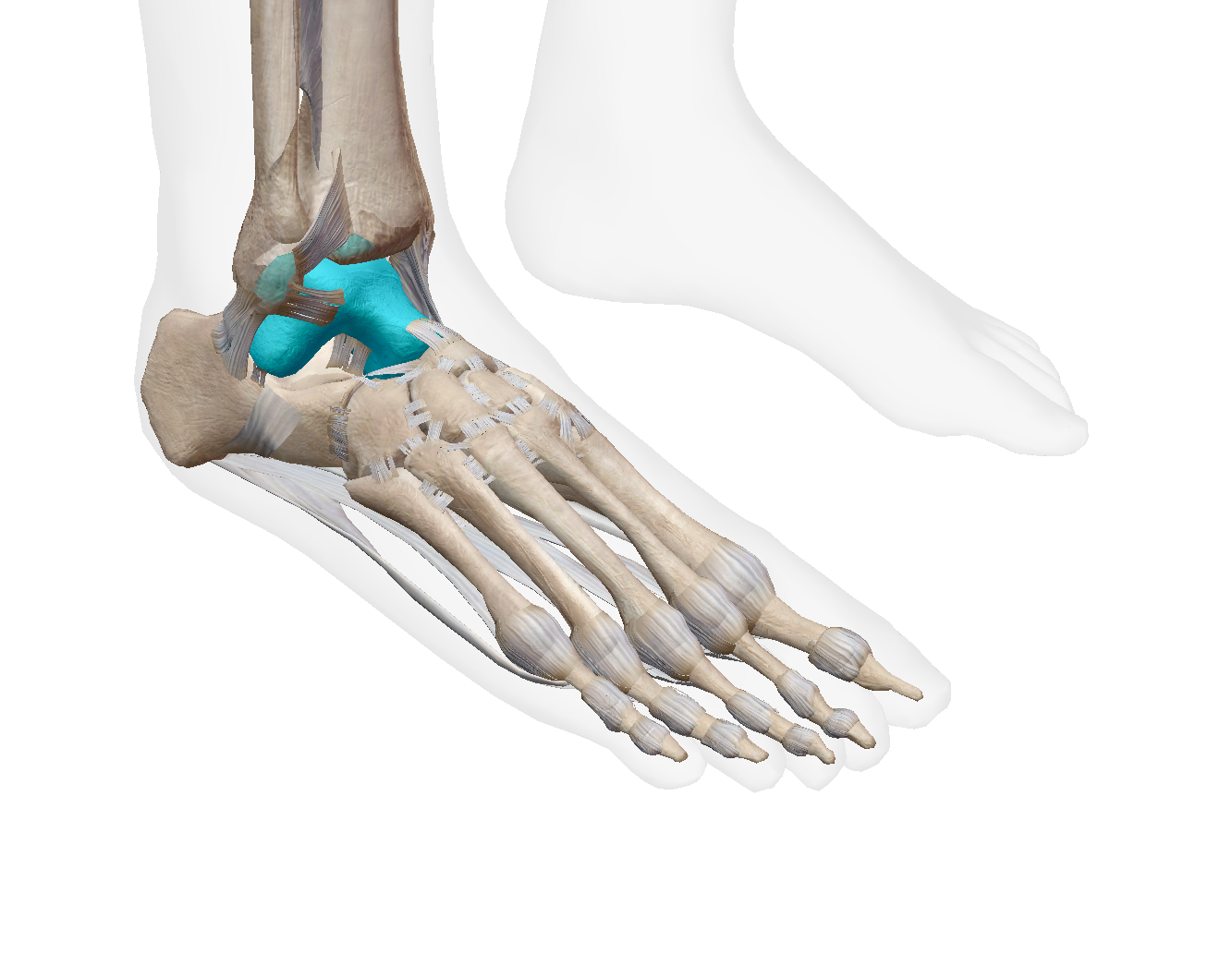 <p>Label the bone </p>