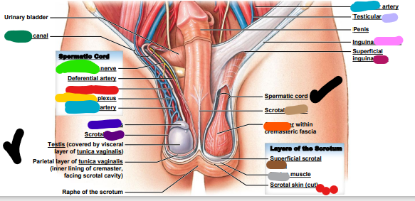 light blue: ________ artery